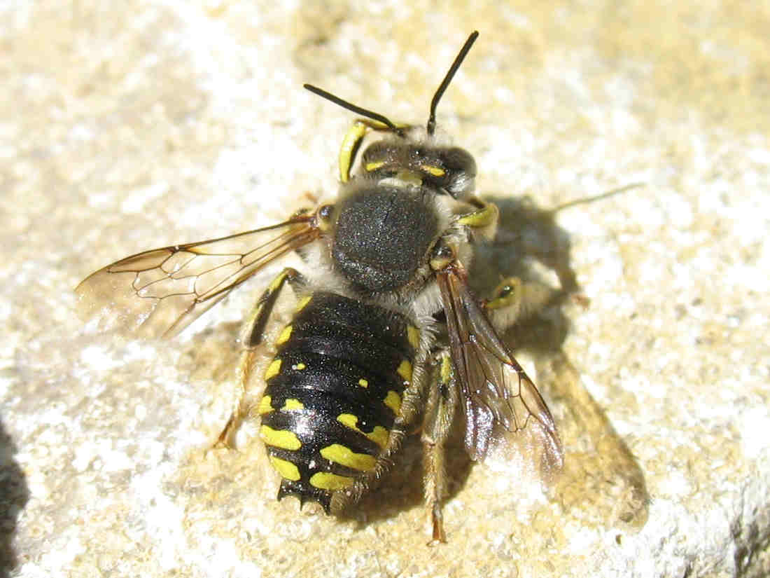 Anthidium manicatum
