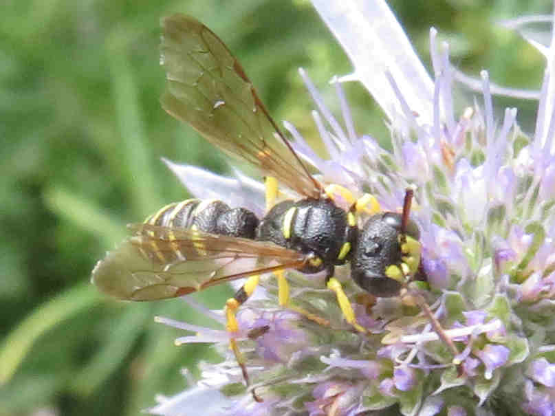 Cerceris_quinquefasciata