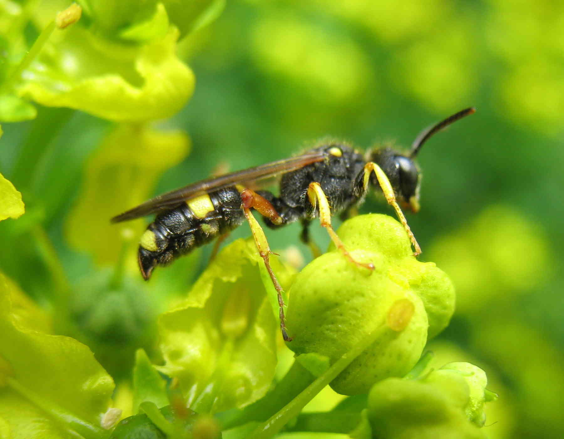 Cerceris rybyensis