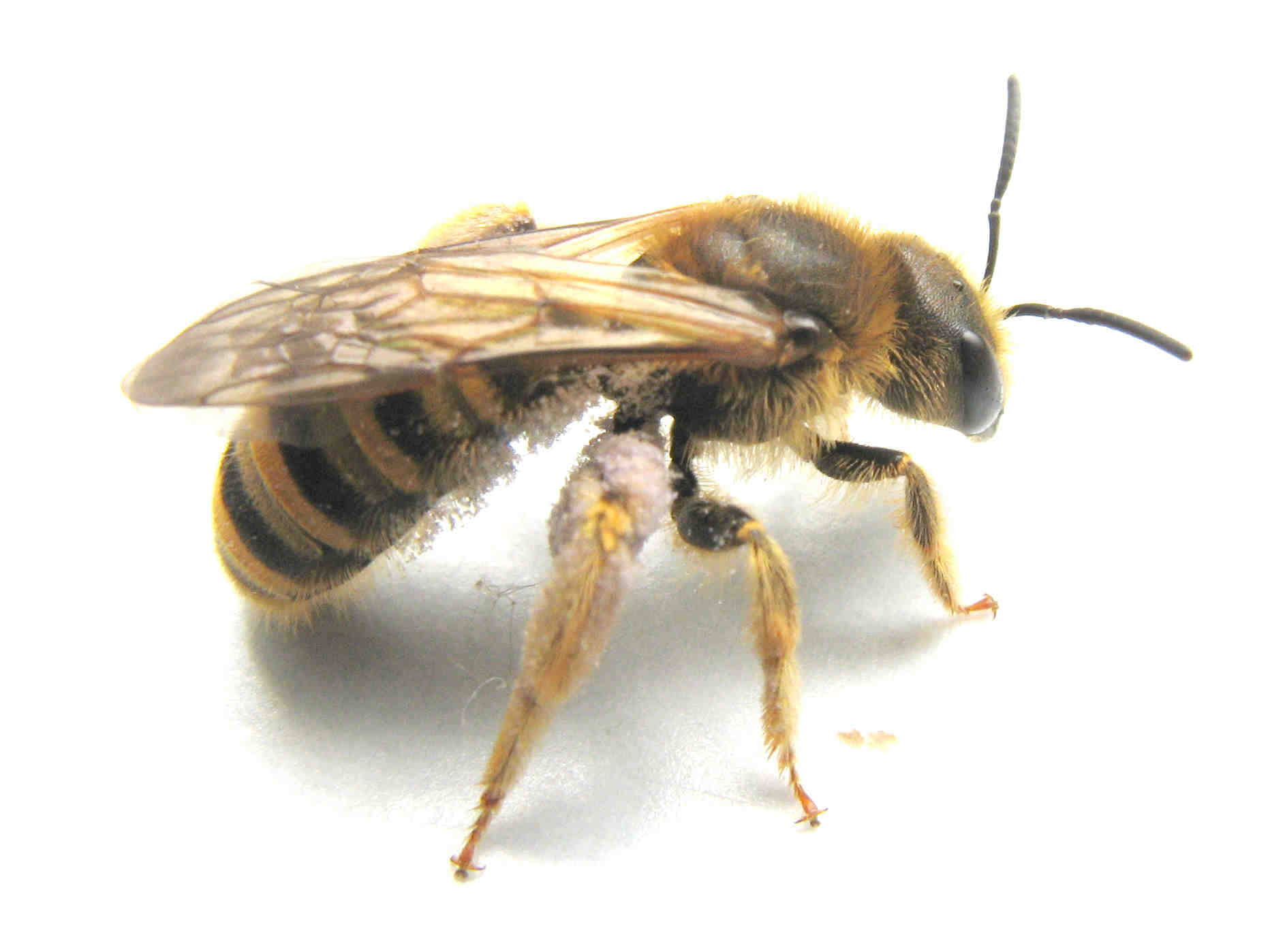 Halictus scabiosae