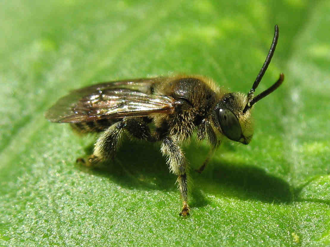 Macropis fulvipes