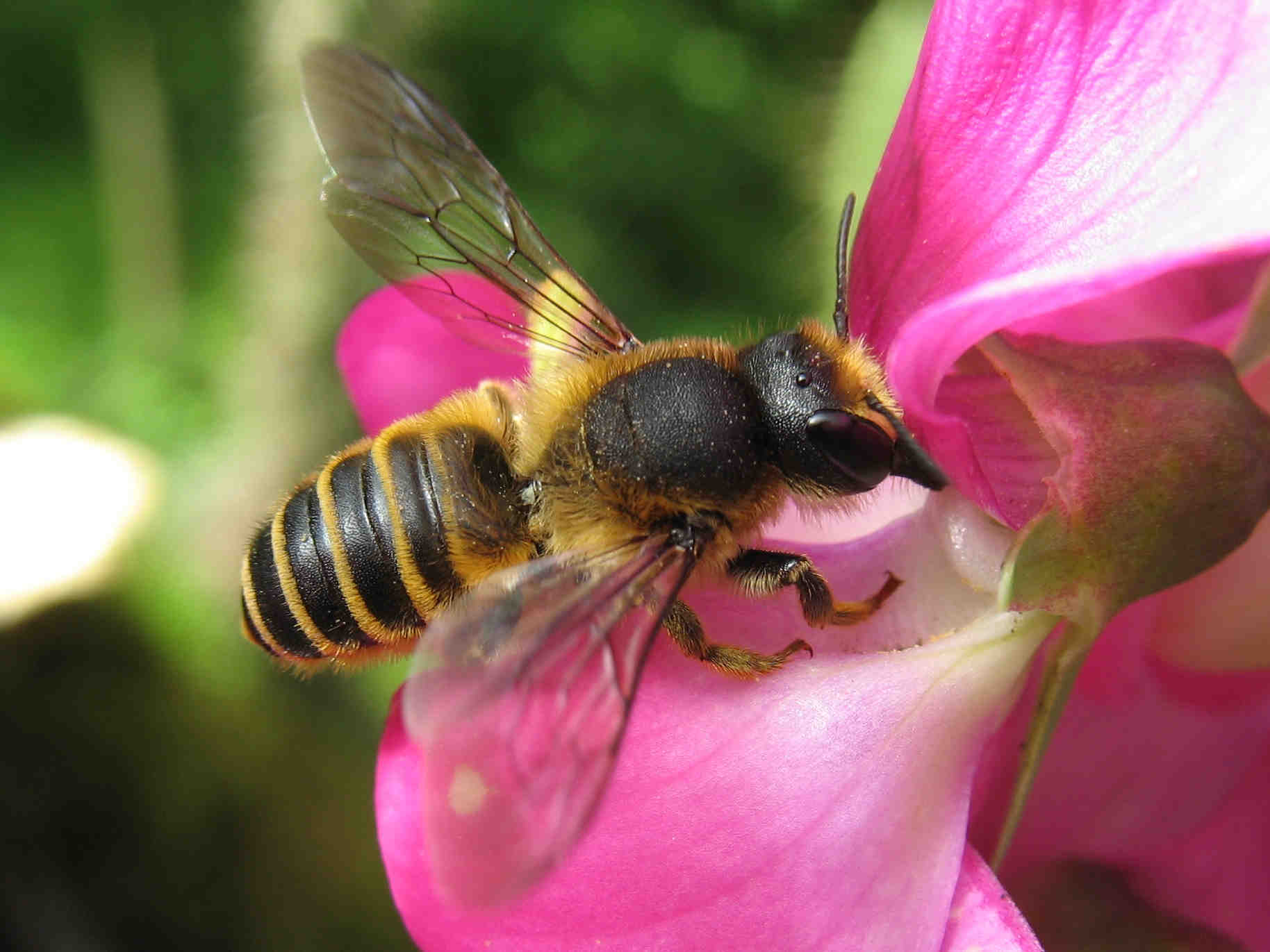 Megachile ericetorum