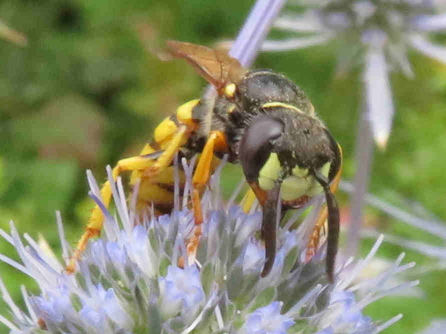 Philanthus triangulum
