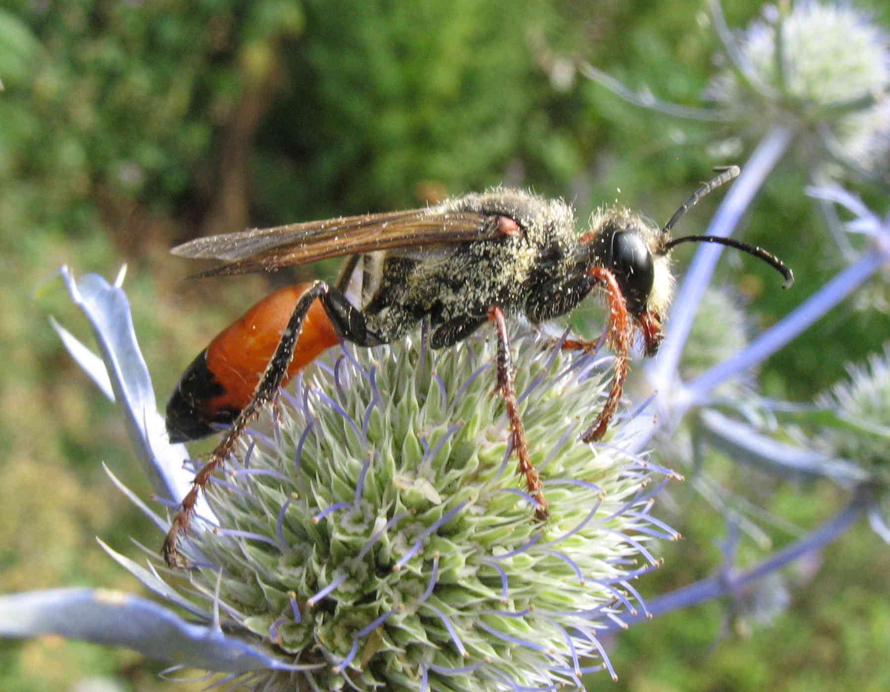 Sphex funerarius