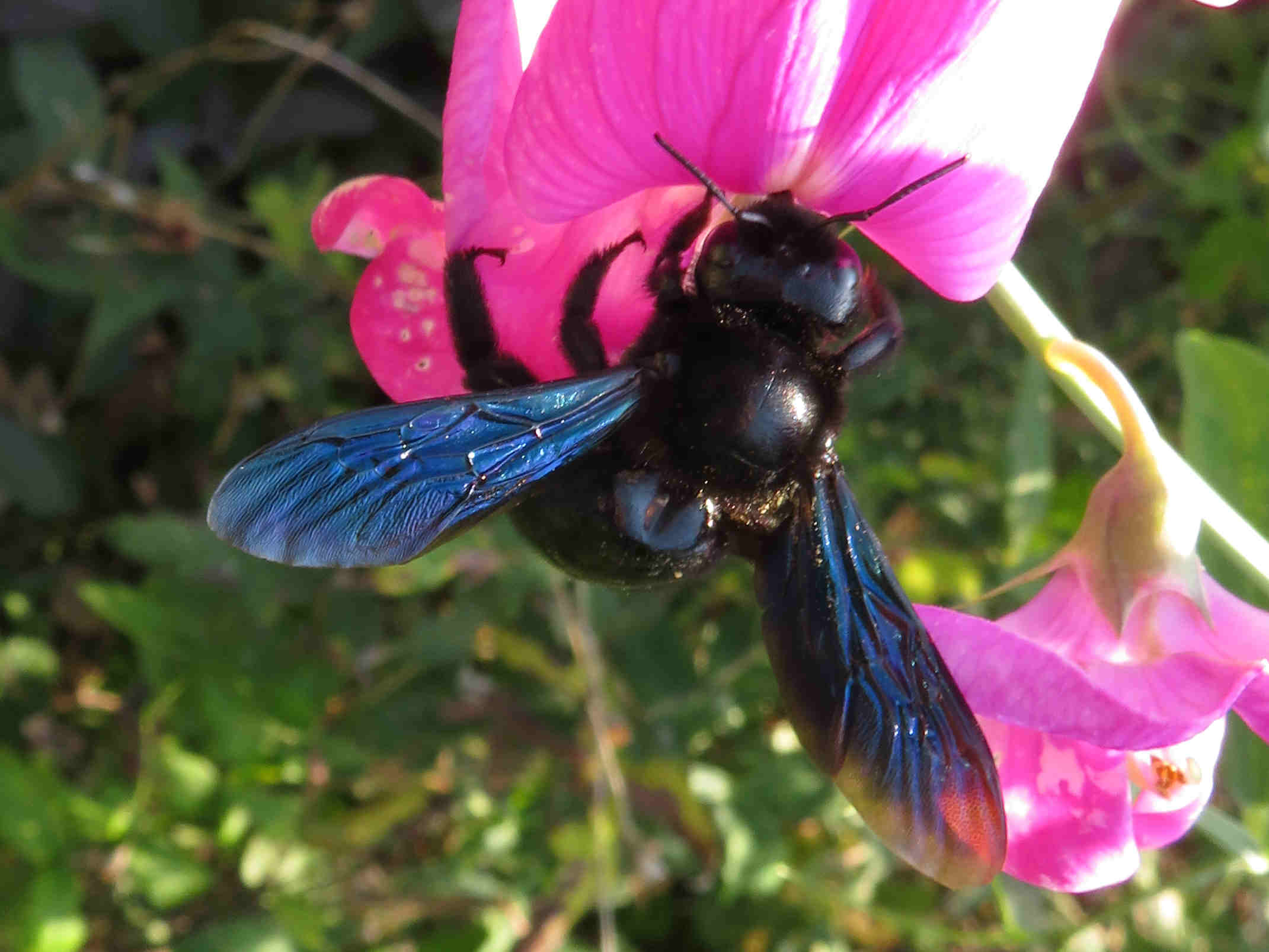Xylocopa violacea